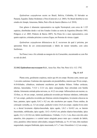 77 
 
Epidendrum carpophorum ocorre no Brasil, Bolívia, Colômbia, El Salvador ao
Panamá, Equador, Índias Ocidentais e Peru (Carnevali et al. 2003). No Brasil distribui-se nos
estados do Amapá, Amazonas, Bahia, Pará e Rio de Janeiro (Barros et al. 2010).
Este gênero é altamente representativo na região Neotropical, com cerca de 1.125
espécies, distribuídas desde o sul dos Estados Unidos ao norte da Argentina (Dressler 1993;
Pridgeon et al. 2005; Pinheiro & Barros 2007). Na Flona foi o mais representativo, com
quatro espécies, coletadas próximo a cursos d’água, em florestas de várzea e igapó.
Epidendrum carpophorum diferencia-se de E. nocturnum da qual é próxima, por
apresentar flores de cor creme-amarronzada e labelo de menor tamanho, com calos
fusiformes.
Na Flona é rara e foi coletada na margem do rio Curuazinho, encontrando-se com flor
no mês de abril.
3.3.10.2 Epidendrum macrocarpum Rich., Actes Soc. Hist. Nat. Paris 1(1): 112. 1792.
Fig. 11 A-F
Planta ereta, geralmente cespitosa, maior que 66 cm compr. Rizoma curto, menos que
1 cm entre caulomas. Caulomas não espessados em pseudobulbos, maiores que 30 cm compr.,
4-10-foliados, cilíndricos, totalmente encobertos por bainhas foliares. Folhas coriáceas,
alternas, lanceoladas, 7-13,5 x 2-3,5 cm, ápice emarginado, base articulada com bainha
tubular, fortemente estriada pelas nervuras, ca. 4-5,5 cm compr. Inflorescência em racemo, ca.
32-flora, ca. 44 cm compr., terminal, pedúnculo revestido por brácteas tubulares, imbricadas
4-7 cm compr., pedicelos revestidos por brácteas estreito-triangulares, levemente côncavas na
base, patentes, ápice agudo, 0,4-2 x 0,2 cm, não encobertos por espata. Flores médias, de
coloração vermelha, ca. 3,5 cm compr., pedicelo+ovário 2-6,8 cm compr.; sépalas livres entre
si, a dorsal levemente elíptica-lanceolada, ápice agudo, 1,8-2 x 0,4-0,5 cm, as laterais
lanceoladas, subfalcadas, ápice agudo, 1,8-2 x 0,4-0,5 cm; pétalas elíptico-lanceoladas, ápice
agudo, 2-2,1 x 0,3-0,4 cm; labelo membranáceo, 3-lobado, 1-1,2 x 1 cm, disco com três calos
amarelos, dois pequenos e o central maior atingindo pouco mais que a metade do labelo,
retos, paralelos; lobos laterais subovalados, margem fimbriada, ca. 9 x 4-5 mm, lobo mediano
unguiculado, margem fimbriada, ápice mucronado, 6-7 x 7 mm. Ginostêmio 1-1,2 cm compr.,
 