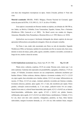 78 
 
com duas alas triangulares inconspícuas no ápice. Antera 2-locular, polínias 4. Fruto não
visto.
Material examinado: BRASIL. PARÁ: Melgaço, Floresta Nacional de Caxiuanã, igapó
acima do porto da ECFPn, 13.X.1995, fl., J. B. F. da Silva 478 (MG).
Esta espécie é encontrada em florestas úmidas ou ripárias, em altitudes de 100-700 m,
nos Andes, na Bolívia, Colômbia, Costa Venezuelana, Equador, Guiana, Peru e Suriname
(Werkhoven 1986; Carnevali et al. 2003). No Brasil ocorre nos estados de Alagoas,
Amazonas, Maranhão, Pará, Pernambuco e Roraima (Silva et al. 1995; Barros et al. 2010).
Epidendrum macrocarpum é facilmente distinguida das demais espécies da área por
apresentar inflorescência com pedúnculo alongado e flores de coloração vermelha.
Na Flona é rara, tendo sido encontrada com flores no mês de dezembro. Segundo
Werkhoven (1986), no Suriname, também foi encontrada com flor no mesmo mês, bem como,
durante os meses de março, junho, julho, agosto, setembro, outubro e novembro, ocorrendo ao
longo de rios, riachos e áreas de savanas.
3.3.10.3 Epidendrum nocturnum Jacq., Enum. Syst. Pl. 29. 1760. Fig. 12 A-H
Planta ereta a subereta, cespitosa, 25-35 cm compr. Rizoma curto, menos que 1 cm
entre caulomas. Caulomas não espessados em pseudobulbos, agregados, cilíndricos, 17-25 cm
compr., 4-7-foliados, levemente sinuosos em seu comprimento, totalmente encobertos por
bainhas foliares. Folhas coriáceas, alternas, elípticas a levemente ovaladas, 4-11,7 x 1,2-2,9
cm, ápice agudo, base articulada com a bainha, tubular, 2,9-3,5 cm compr. Inflorescência em
racemo, 4-7-flora, 2,3-3,9 cm compr., terminal, pedicelos revestidos por brácteas ovaladas,
levemente côncavas, patentes, ápice agudo, 4-6 x 3 mm, não encobertos por espata. Flores
grandes, coloração creme-esverdeada, ca. 5 cm compr., pedicelo+ovário 4-6 cm compr.;
sépalas livres entre si, a dorsal linear-lanceolada, ápice agudo, 4,2-5,1 x 0,4-0,5 cm, as laterais
linear-lanceoladas, subfalcadas, ápice agudo, 4,7-4,9 x 0,4-0,5 cm; pétalas lineares,
subfalacadas, ápice agudo, 4,3-5 x 0,2-0,3 cm; labelo branco, membranáceo, 3-lobado, 3,7-4 x
0,1 cm, disco com dois calos amarelos, retangulares, paralelos, na base, lobos laterais
subovalados, margem levemente denteada, ca. 1,9 x 0,4 cm, lobo mediano linear, margem
 