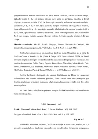 80 
 
progressivamente menores em direção ao ápice. Flores coriáceas, verdes, 6-10 cm compr.,
pedicelo+ovário 1,1-1,3 cm compr.; sépalas livres entre si, coriáceas, patentes, a dorsal
elíptica a levemente ovalada, 6,3-6,5 x 3 mm, ápice cuneado, as laterais levemente ovaladas,
subfalcadas, 6-6,1 x 3,2-4 mm, ápice cuneado, margem levemente reflexa; pétalas patentes,
linear-oblongas, 6-6,2 x 1-1,1 mm, ápice truncado; labelo inteiro, largamente ovalado, 4-4,1 x
3,4-3,5 mm, ápice truncado a obtuso, disco com 2 calos subtriangulares na base. Ginostêmio
3,5-4 mm compr., exalado. Antera 4-locular, polínias 4. Fruto capsular eliptico, 1-2,2 cm
compr.
Material examinado: BRASIL. PARÁ: Melgaço, Floresta Nacional de Caxiuanã, Rio
Curuazinho, margem esquerda, 12.IV.2010, fl. e fr., A. K. Koch et al. 228 (MG).
Epidendrum rigidum pode se encontrada desde as Índias Ocidentais, até o norte da
América Central e América do Sul (Pabst & Dungs 1975; Carnevali et al. 2003). No Brasil
apresenta ampla distribuição, ocorrendo em todos os domínios fitogeográficos brasileiros, nos
estados do Amazonas, Bahia, Ceará, Espírito Santo, Goiás, Maranhão, Minas Gerais, Pará,
Paraná, Pernambuco, Rio de Janeiro, Rio Grande do Sul, Rondônia, Roraima, Santa Catarina,
São Paulo e Tocantins (Pabst & Dungs 1975; Silva et al. 1995; Barros et al. 2010).
Espécie facilmente distinguida das demais Orchidaceae da Flona por apresentar
inflorescência em racemo levemente pendente, flores verdes, com base protegidas por
brácteas ampletivas, largamente ovaladas e labelo inteiro, largamente ovalado, com dois calos
subtriangulares.
Na Flona é rara; foi coletada apenas na margem do rio Curuazinho, e encontrada com
flores no mês de abril.
3.3.11 Heterotaxis Lindl.
3.3.11.1 Heterotaxis villosa (Barb. Rodr.) F. Barros, Hoehnea 29(2): 113. 2002.
Dicrypta villosa Barb. Rodr., Gen. et Spec. Orch. Nov., vol. 1, p. 125. 1877.
Fig. 14 A-E
Planta ereta a subereta, cespitosa, 39-77 cm de compr. Rizoma curto, espesso, ca. 1,5
cm entre pseudobulbos. Caulomas espessados em pseudobulbos, fortemente compressos,
 