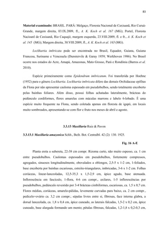 83 
 
Material examinado: BRASIL. PARÁ: Melgaço, Floresta Nacional de Caxiuanã, Rio Curuá-
Grande, margem direita, 03.IX.2009, fl., A. K. Koch et al. 167 (MG); Portel, Floresta
Nacioanl de Caxiuanã, Rio Caquajó, margem esquerda, 23.VIII.2009, fl. e fr., A. K. Koch et
al. 145 (MG); Margem direita, 30.VIII.2009, fl., A. K. Koch et al. 165 (MG).
Lockhartia imbricata pode ser encontrada no Brasil, Equador, Guiana, Guiana
Francesa, Suriname e Venezuela (Dunstervile & Garay 1959; Werkhoven 1986). No Brasil
ocorre nos estados do Acre, Amapá, Amazonas, Mato Grosso, Pará e Rondônia (Barros et al.
2010).
Espécie primeiramente como Epidendrum imbricatum. Foi transferida por Hoehne
(1952) para o gênero Lockhartia. Lockhartia imbricata difere das demais Orchidaceae epífitas
da Flona por não apresentar cauloma espessado em pseudobulbos, sendo totalmente encoberto
pelas bainhas foliares. Além disso, possui folhas achatadas lateralmente, brácteas do
pedúnculo cordiformes, flores amarelas com máculas marrons e labelo 6-lobado. É uma
espécie muito frequente na Flona, sendo coletada apenas em floresta de igapó, em locais
muito sombreados, apresentando-se com flor e fruto nos meses de abril e agosto.
3.3.13 Maxillaria Ruiz & Pavon
3.3.13.1 Maxillaria amazonica Schlt., Beih. Bot. Centralbl. 42 (2): 130. 1925.
Fig. 16 A-E
Planta ereta a subereta, 22-38 cm compr. Rizoma curto, não muito espesso, ca. 1 cm
entre pseudobulbos. Caulomas espessados em pseudobulbos, fortemente compressos,
agregados, sinuosos longitudinalmente, obovalados a oblongos, 2,5-5 x 1-2 cm, 1-foliados,
base encoberta por bainhas escariosas, estreito-triangulares, imbricadas, 3-6 x 1-2 cm. Folhas
coriáceas, linear-lanceoladas, 12,5-35,3 x 1,5-2,9 cm, ápice agudo, base atenuada.
Inflorescência em fascículo, 1-flora, 4-6 cm compr., axilares, 1-5 inflorescências por
pseudobulbos, pedúnculo revestido por 3-4 brácteas cimbiformes, escariosas, ca. 1,5 x 0,7 cm.
Flores médias, coriáceas, amarelo-pálidas, levemente curvadas para baixo, ca. 2 cm compr.,
pedicelo+ovário ca. 3,2 cm compr.; sépalas livres entre si, fibrosas, face interna glabra, a
dorsal lanceolada, ca. 1,8 x 0,4 cm, ápice cuneado, as laterais falcadas, 1,5-2 x 0,2 cm, ápice
cuneado, base alargada formando um mento; pétalas fibrosas, falcadas, 1,2-1,8 x 0,2-0,3 cm,
 