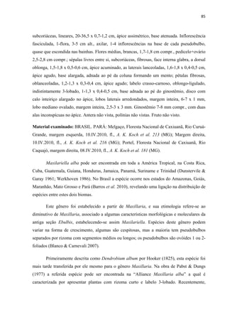 85 
 
subcoriáceas, lineares, 20-36,5 x 0,7-1,2 cm, ápice assimétrico, base atenuada. Inflorescência
fasciculada, 1-flora, 3-5 cm alt., axilar, 1-4 inflorescências na base de cada pseudobulbo,
quase que escondida nas bainhas. Flores médias, brancas, 1,7-1,8 cm compr., pedicelo+ovário
2,5-2,8 cm compr.; sépalas livres entre si, subcoriáceas, fibrosas, face interna glabra, a dorsal
oblonga, 1,5-1,8 x 0,5-0,6 cm, ápice acuminado, as laterais lanceoladas, 1,6-1,8 x 0,4-0,5 cm,
ápice agudo, base alargada, adnada ao pé da coluna formando um mento; pétalas fibrosas,
oblanceoladas, 1,2-1,3 x 0,3-0,4 cm, ápice agudo; labelo crasso-carnoso, oblongo-ligulado,
indistintamente 3-lobado, 1-1,3 x 0,4-0,5 cm, base adnada ao pé do ginostêmio, disco com
calo inteiriço alargado no ápice, lobos laterais arredondados, margem inteira, 6-7 x 1 mm,
lobo mediano ovalado, margem inteira, 2,5-3 x 3 mm. Ginostêmio 7-8 mm compr., com duas
alas inconspícuas no ápice. Antera não vista, polínias não vistas. Fruto não visto.
Material examinado: BRASIL. PARÁ: Melgaço, Floresta Nacional de Caxiuanã, Rio Curuá-
Grande, margem esquerda, 10.IV.2010, fl., A. K. Koch et al. 213 (MG); Margem direita,
10.IV.2010, fl., A. K. Koch et al. 216 (MG); Portel, Floresta Nacional de Caxiuanã, Rio
Caquajó, margem direita, 08.IV.2010, fl., A. K. Koch et al. 181 (MG).
Maxilariella alba pode ser encontrada em toda a América Tropical, na Costa Rica,
Cuba, Guatemala, Guiana, Honduras, Jamaica, Panamá, Suriname e Trinidad (Dunstervile &
Garay 1961; Werkhoven 1986). No Brasil a espécie ocorre nos estados do Amazonas, Goiás,
Maranhão, Mato Grosso e Pará (Barros et al. 2010), revelando uma ligação na distribuição de
espécies entre estes dois biomas.
Este gênero foi estabelecido a partir de Maxillaria, e sua etimologia refere-se ao
diminutivo de Maxillaria, associado a algumas características morfológicas e moleculares da
antiga seção Ebulbis, estabelecendo-se assim Maxilariella. Espécies deste gênero podem
variar na forma de crescimento, algumas são cespitosas, mas a maioria tem pseudobulbos
separados por rizoma com segmentos médios ou longos; os pseudobulbos são ovóides 1 ou 2-
foliados (Blanco & Carnevali 2007).
Primeiramente descrita como Dendrobium album por Hooker (1825), esta espécie foi
mais tarde transferida por ele mesmo para o gênero Maxillaria. Na obra de Pabst & Dungs
(1977) a referida espécie pode ser encontrada na “Alliance Maxillaria alba” a qual é
caracterizada por apresentar plantas com rizoma curto e labelo 3-lobado. Recentemente,
 