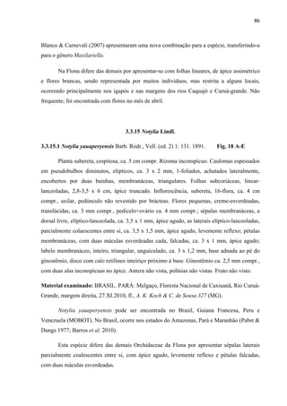 86 
 
Blanco & Carnevali (2007) apresentaram uma nova combinação para a espécie, transferindo-a
para o gênero Maxilariella.
Na Flona difere das demais por apresentar-se com folhas lineares, de ápice assimétrico
e flores brancas, sendo representada por muitos indivíduos, mas restrita a alguns locais,
ocorrendo principalmente nos igapós e nas margens dos rios Caquajó e Curuá-grande. Não
frequente; foi encontrada com flores no mês de abril.
3.3.15 Notylia Lindl.
3.3.15.1 Notylia yauaperyensis Barb. Rodr., Vell. (ed. 2) 1: 131. 1891. Fig. 18 A-E
Planta subereta, cespitosa, ca. 5 cm compr. Rizoma inconspícuo. Caulomas espessados
em pseudobulbos diminutos, elípticos, ca. 3 x 2 mm, 1-foliados, achatados lateralmente,
encobertos por duas bainhas, membranáceas, triangulares. Folhas subcoriáceas, linear-
lanceoladas, 2,8-3,5 x 6 cm, ápice truncado. Inflorescência, subereta, 16-flora, ca. 4 cm
compr., axilar, pedúnculo não revestido por brácteas. Flores pequenas, creme-esverdeadas,
translúcidas, ca. 3 mm compr., pedicelo+ovário ca. 4 mm compr.; sépalas membranáceas, a
dorsal livre, elíptico-lanceolada, ca. 3,5 x 1 mm, ápice agudo, as laterais elíptico-lanceoladas,
parcialmente colaescentes entre si, ca. 3,5 x 1,5 mm, ápice agudo, levemente reflexo; pétalas
membranáceas, com duas máculas esverdeadas cada, falcadas, ca. 3 x 1 mm, ápice agudo;
labelo membranáceo, inteiro, triangular, unguiculado, ca. 3 x 1,2 mm, base adnada ao pé do
ginostêmio, disco com calo retilíneo inteiriço próximo à base. Ginostêmio ca. 2,5 mm compr.,
com duas alas inconspícuas no ápice. Antera não vista, polínias não vistas. Fruto não visto.
Material examinado: BRASIL. PARÁ: Melgaço, Floresta Nacional de Caxiuanã, Rio Curuá-
Grande, margem direita, 27.XI.2010, fl., A. K. Koch & C. de Sousa 327 (MG).
Notylia yauaperyensis pode ser encontrada no Brasil, Guiana Francesa, Peru e
Venezuela (MOBOT). No Brasil, ocorre nos estados do Amazonas, Pará e Maranhão (Pabst &
Dungs 1977; Barros et al. 2010).
Esta espécie difere das demais Orchidaceae da Flona por apresentar sépalas laterais
parcialmente coalescentes entre si, com ápice agudo, levemente reflexo e pétalas falcadas,
com duas máculas esverdeadas.
 