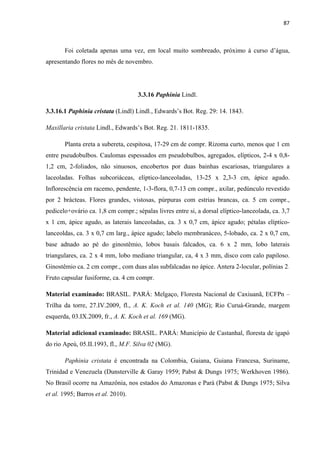 87 
 
Foi coletada apenas uma vez, em local muito sombreado, próximo à curso d’água,
apresentando flores no mês de novembro.
3.3.16 Paphinia Lindl.
3.3.16.1 Paphinia cristata (Lindl) Lindl., Edwards’s Bot. Reg. 29: 14. 1843.
Maxillaria cristata Lindl., Edwards’s Bot. Reg. 21. 1811-1835.
Planta ereta a subereta, cespitosa, 17-29 cm de compr. Rizoma curto, menos que 1 cm
entre pseudobulbos. Caulomas espessados em pseudobulbos, agregados, elípticos, 2-4 x 0,8-
1,2 cm, 2-foliados, não sinuosos, encobertos por duas bainhas escariosas, triangulares a
laceoladas. Folhas subcoriáceas, elíptico-lanceoladas, 13-25 x 2,3-3 cm, ápice agudo.
Inflorescência em racemo, pendente, 1-3-flora, 0,7-13 cm compr., axilar, pedúnculo revestido
por 2 brácteas. Flores grandes, vistosas, púrpuras com estrias brancas, ca. 5 cm compr.,
pedicelo+ovário ca. 1,8 cm compr.; sépalas livres entre si, a dorsal elíptico-lanceolada, ca. 3,7
x 1 cm, ápice agudo, as laterais lanceoladas, ca. 3 x 0,7 cm, ápice agudo; pétalas elíptico-
lanceoldas, ca. 3 x 0,7 cm larg., ápice agudo; labelo membranáceo, 5-lobado, ca. 2 x 0,7 cm,
base adnado ao pé do ginostêmio, lobos basais falcados, ca. 6 x 2 mm, lobo laterais
triangulares, ca. 2 x 4 mm, lobo mediano triangular, ca, 4 x 3 mm, disco com calo papiloso.
Ginostêmio ca. 2 cm compr., com duas alas subfalcadas no ápice. Antera 2-locular, polínias 2.
Fruto capsular fusiforme, ca. 4 cm compr.
Material examinado: BRASIL. PARÁ: Melgaço, Floresta Nacional de Caxiuanã, ECFPn –
Trilha da torre, 27.IV.2009, fl., A. K. Koch et al. 140 (MG); Rio Curuá-Grande, margem
esquerda, 03.IX.2009, fr., A. K. Koch et al. 169 (MG).
Material adicional examinado: BRASIL. PARÁ: Município de Castanhal, floresta de igapó
do rio Apeú, 05.II.1993, fl., M.F. Silva 02 (MG).
Paphinia cristata é encontrada na Colombia, Guiana, Guiana Francesa, Suriname,
Trinidad e Venezuela (Dunsterville & Garay 1959; Pabst & Dungs 1975; Werkhoven 1986).
No Brasil ocorre na Amazônia, nos estados do Amazonas e Pará (Pabst & Dungs 1975; Silva
et al. 1995; Barros et al. 2010).
 