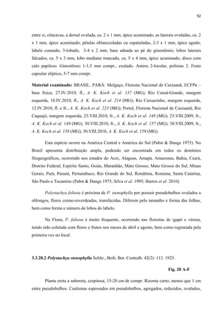 92 
 
entre si, côncavas, a dorsal ovalada, ca. 2 x 1 mm, ápice acuminado, as laterais ovaladas, ca. 2
x 1 mm, ápice acuminado; pétalas oblanceoladas ou espatuladas, 2-3 x 1 mm, ápice agudo;
labelo cuneado, 3-lobado, 3-4 x 2 mm, base adnada ao pé do ginostêmio, lobos laterais
falcados, ca. 5 x 3 mm, lobo mediano truncado, ca, 5 x 4 mm, ápice acuminado, disco com
calo papiloso. Ginostêmio 1-1,5 mm compr., exalado. Antera 2-locular, polínias 2. Fruto
capsular elíptico, 5-7 mm compr.
Material examinado: BRASIL. PARÁ: Melgaço, Floresta Nacional de Caxiuanã, ECFPn –
base física, 27.IV.2010, fl., A. K. Koch et al. 137 (MG); Rio Curuá-Grande, margem
esquerda, 10.IV.2010, fl., A. K. Koch et al. 214 (MG); Rio Curuazinho, margem esquerda,
12.IV.2010, fl. e fr., A. K. Koch et al. 223 (MG); Portel, Floresta Nacional de Caxiuanã, Rio
Caquajó, margem esquerda, 23.VIII.2010, fr., A. K. Koch et al. 148 (MG); 23.VIII.2009, fr.,
A. K. Koch et al. 149 (MG); 30.VIII.2010, fr., A. K. Koch et al. 157 (MG); 30.VIII.2009, fr.,
A. K. Koch et al. 158 (MG); 30.VIII.2010, A. K. Koch et al. 159 (MG).
Esta espécie ocorre na América Central e América do Sul (Pabst & Dungs 1975). No
Brasil apresenta distribuição ampla, podendo ser encontrada em todos os domínios
fitogeográficos, ocorrendo nos estados do Acre, Alagoas, Amapá, Amazonas, Bahia, Ceará,
Distrito Federal, Espírito Santo, Goiás, Maranhão, Mato Grosso, Mato Grosso do Sul, Minas
Gerais, Pará, Paraná, Pernambuco, Rio Grande do Sul, Rondônia, Roraima, Santa Catarina,
São Paulo e Tocantins (Pabst & Dungs 1975; Silva et al. 1995; Barros et al. 2010).
Polystachya foliosa é próxima de P. stenophylla por possuir pseudobulbos ovalados a
oblongos, flores creme-esverdeadas, translúcidas. Diferem pelo tamanho e forma das folhas,
bem como forma e número de lobos do labelo.
Na Flona, P. foliosa é muito frequente, ocorrendo nas florestas de igapó e várzea,
tendo sido coletada com flores e frutos nos meses de abril e agosto, bem como registrada pela
primeira vez no local.
3.3.20.2 Polystachya stenophylla Schltr., Beih. Bot. Centralb. 42(2): 113. 1925.
Fig. 20 A-F
Planta ereta a subereta, cespitosa, 15-20 cm de compr. Rizoma curto, menos que 1 cm
entre pseudobulbos. Caulomas espessados em pseudobulbos, agregados, reduzidos, ovalados,
 