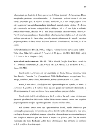 94 
 
Inflorescência em fascículo de flores sucessivas, 1-9-flora, terminal, 1,5-2 cm compr. Flores
ressupinadas, pequenas, verde-acinzentadas, 1,3-1,5 cm compr., pedicelo+ovário 1,1-1,4 mm
compr., encobertas por 3-5 brácteas ovaladas, imbricadas, ca. 8 mm compr.; sépalas livres
entre si, com nervura central destacada na face abaxial, a dorsal estreito-elíptica, 4-5 x 1 mm,
ápice acuminado, as laterais oblongo-elípticas, oblíquas, 5-6 x 1-2 mm, ápice acuminado;
pétalas oblanceoladas, oblíquas, 5-6 x 1 mm, ápice acuminado; labelo levemente 3-lobado, 6-
7 x 2-4 mm, base adanada ao pé do ginostêmio, lobos laterais lanceolados, ca. 4 x 1 mm, lobo
mediano truncado, ca. 1 x 1 mm, disco com calos ausentes. Ginostêmio 4-5 mm alt., com duas
projeções próximo ao ápice. Antera 4-locular, polínias 4. Fruto capsular, fusiforme, 1-1,4 cm
compr.
Material examinado: BRASIL. PARÁ: Melgaço, Floresta Nacional de Caxiuanã, ECFPn –
Trilha LBA, 24.IV.2009, estéril, E. T. Pos & A. D. M. Sleeger 10 (MG); 24.IV.2009, estéril,
E. T. Pos & A. D. M. Sleeger 11 (MG).
Material adicional examinado: BRASIL. PARÁ: Marabá, Carajás, Serra Norte, estrada do
N-1, 29 km do acampamento, 07.VIII.2010, fl. e fr., U.N. Maciel, M.R. dos Santos & R.G.T.
Gama, 796 (MG).
Scaphyglottis boliviensis pode ser encontrada no Brasil, Bolívia, Colômbia, Costa
Rica, Equador, Panamá e Peru (Carnevali et al. 2003). No Brasil ocorre nos estados do Acre,
Amapá, Amazonas, Mato Grosso, Minas Gerais, Pará e Roraima (Barros et al. 2010).
Como já mencionado, Scaphyglottis está representado por três espécies, na Flona: S.
boliviensis, S. prolifera e S. reflexa. Estas espécies podem ser facilmente identificadas e
diferenciadas entre si, como ser visto na chave apresentada no presente trabalho.
Scaphyglottis boliviensis diferencia-se de S. prolifera, da qual é mais próxima, por
apresentar pseudobulbos fusiformes e folhas lineares muito maiores, coluna com pequenas
projeções próximas ao ápice e por não apresentar calos no disco do labelo.
Foi coletada apenas uma vez, apresentando-se infértil, sendo identificada por
comparação com exsicatas provenientes da coleção do MG, tendo sido necessário para tanto,
a utilização de material adicional para que a descrição e ilustração aqui apresentadas ficassem
mais completas. Optou-se por não ilustrar a antera e as polínias, pelo fato do material
examinado estar muito danificado e, além disso, a forma dessas duas estruturas são similares
às de S. prolifera, descrita a seguir.
 