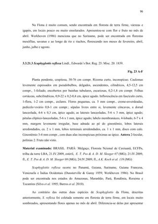 96 
 
Na Flona é muito comum, sendo encontrada em floresta de terra firme, várzeas e
igapós, em locais pouco ou muito ensolarados. Apresentou-se com flor e fruto no mês de
abril. Werkhoven (1986) menciona que no Suriname, pode ser encontrada em florestas
mesófilas, savanas e ao longo de rio e riachos, florescendo nos meses de fevereiro, abril,
junho, julho e agosto.
3.3.21.3 Scaphyglottis reflexa Lindl., Edwards’s Bot. Reg. 25: Misc. 20. 1839.
Fig. 23 A-F
Planta pendente, cespitosa, 30-76 cm compr. Rizoma curto, inconspícuo. Caulomas
levemente espessados em pseudobulbos, delgados, ascendentes, cilíndricos, 4,5-12,5 cm
compr., 1-foliado, encobertos por bainhas tubulares, escariosas, 0,2-1,8 cm compr. Folhas
coriáceas, subcilíndricas, 0,9-22 x 0,2-0,4 cm, ápice agudo. Inflorescência em fascículo curto,
1-flora, 1-2 cm compr., axilares. Flores pequenas, ca. 5 mm compr., creme-esverdeadas,
pedicelo+ovário 0,8-1 cm compr.; sépalas livres entre si, levemente côncavas, a dorsal
lanceolada, 4-6 x 0,3 cm, ápice agudo, as laterais lanceoladas, 5-6 x 3 mm, ápice agudo;
pétalas elíptico-lanceoladas, 5-6 x 1 mm, ápice agudo; labelo membranáceo, 4-lobado, 6-7 x 4
mm, margem levemente irregular, base adnada ao pé do ginostêmio, lobos laterais
arredondados, ca. 2 x 1 mm, lobos terminais arredondados, ca. 1 x 1 mm, disco com calo.
Ginostêmio 3-4 mm compr., com duas alas inconspicuas próximas ao ápice. Antera 2-locular,
polínias 2. Fruto não visto.
Material examinado: BRASIL. PARÁ: Melgaço, Floresta Ncional de Caxiuanã, ECFPn,
trilha da torre LBA, 21.IV.2009, estéril, E. T. Pos & A. D. M. Sleeger 07 (MG); 21.IV.2009,
fl., E. T. Pos & A. D. M. Sleeger 08 (MG); 24.IV.2009, fl., A.K. Koch et al. 139 (MG)
Scaphyglottis reflexa ocorre no Panamá, Guiana, Suriname, Guiana Francesa,
Venezuela e Índias Ocidentais (Dunsterville & Garay 1959; Werkhoven 1986). No Brasil
pode ser encontrada nos estados do Amazonas, Maranhão, Pará, Rondônia, Roraima e
Tocantins (Silva et al. 1995; Barros et al. 2010).
Ao contrário das outras duas espécies de Scaphyglottis da Flona, descritas
anteriormente, S. reflexa foi coletada somente em floresta de terra firme, em locais muito
sombreados, apresentando flores apenas no mês de abril. Diferencia-se delas por apresentar
 