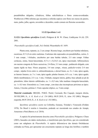 97 
 
pseudobulbos delgados, cilíndricos, folhas subcilíndricas e flores creme-esverdeadas.
Werkhoven (1986) informa que encontrou a referida espécie com flores nos meses de janeiro,
maio, junho, julho, agosto, novembro e dezembro, sendo comum em florestas savanoides.
3.3.22 Specklinia Lindl.
3.3.22.1 Specklinia spiculifera (Lindl.) Pridgeon & M. W. Chase, Lindleyana 16 (4): 259.
2001.
Pleurothallis spiculifera Lindl., Fol. Orchid. Pleurothallis 43. 1859.
Planta ereta, reptante, ca. 2 cm compr. Rizoma longo, encoberto por bainhas tubulares,
escariosas, 0,7-1,0 cm entre caulomas. Caulomas não espessados em pseudobulbos, curtos, 2-
3 mm compr., 1-foliados, encobertos por uma bainha tubular, 2-3 mm compr. Folhas
coriáceas, eretas, linear-lanceoladas, 0,7-1,1 x 0,2-0,3 cm, ápice mucronado. Inflorescência
em racemo congesta de flores sucessivas, 2-4-flora, 2-3 mm compr., pedúnculo delgado, com
espata rígida na base. Flores pequenas, 3-4 mm compr., róseas, pedicelo+ovário 2-4 mm
compr.; sépalas livres entre si, submembranáceas, a dorsal linear, ca. 4 x 1 mm, ápice agudo,
as laterais lineares, ca. 3 x 1 mm, ápice agudo; pétalas lineares, 4-5 x ca. 1 mm, ápice agudo;
labelo membranáceo, 2-3 x ca. 1 mm, 3-lobado, margem inteira, glabra, base adnada ao pé do
ginostêmio, lobos laterais subfalcados, ca. 1 x 0,5 mm, lobo mediano triangular-lanceolado,
ca. 1 x 0,5 mm. Ginostêmio ca. 2 mm compr., com duas alas inconspícuas próximas ao ápice.
Antera, 2-locular, polínias 2. Fruto capsular elíptico, ca. 5 mm compr.
Material examinado: BRASIL. PARÁ: Portel, Caxiuanã, Rio Caquajó, margem direita,
30.VIII.2009, fr., A. K. Koch et al. 154 (MG); 08.IV.2010, fl., idem 192 (MG); Margem
esquerda, 08.IV.2010, fl., A. K. Koch et al. 182 (MG);.
Specklinia spiculifera ocorre na Colômbia, Guianas, Trinidad e Venezuela (Foldats
1970). No Brasil é restrita à Amazônia, podendo ser encontrada nos estados do Amapá,
Amazonas e Pará (Barros et al. 2010).
A espécie foi primeiramente descrita como Pleurothallis spiculifera. Pridgeon e Chase
(2001), baseados em dados moleculares, a transferiram para Specklinia, que era considerado
como um subgênero de Pleurothallis. A espécie diferencia-se das demais Orchidaceae
coletadas na Flona, por apresentar um crescimento reptante ao longo dos forófitos e também
 