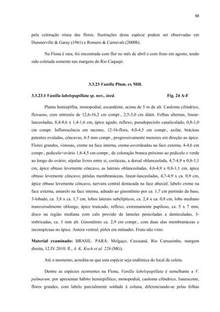 98 
 
pela coloração rósea das flores. Ilustrações desta espécie podem ser observadas em
Dunsterville & Garay (1961) e Romero & Carnevali (2000b).
Na Flona é rara, foi encontrada com flor no mês de abril e com fruto em agosto, tendo
sido coletada somente nas margens do Rio Caquajó.
3.3.23 Vanilla Plum. ex Mill.
3.3.23.1 Vanilla labelopapillata sp. nov., ined. Fig. 24 A-F
Planta hemiepífita, monopodial, escandente, acima de 5 m de alt. Cauloma cilíndrico,
flexuoso, com entrenós de 12,6-16,2 cm compr., 2,5-3,0 cm diâm. Folhas alternas, linear-
lanceoladas, 8,4-8,6 x 1,4-1,6 cm, ápice agudo, reflexo, pseudopecíolo canaliculado, 0,8-1,0
cm compr. Inflorescência em racemo, 12-16-flora, 4,0-4,5 cm compr., axilar, brácteas
patentes ovaladas, côncavas, 4-5 mm compr., progressivamente menores em direção ao ápice.
Flores grandes, vistosas, creme na face interna, creme-esverdeadas na face externa, 4-4,6 cm
compr., pedicelo+ovário 1,8-4,5 cm compr., de coloração branca próximo ao pedicelo e verde
ao longo do ovário; sépalas livres entre si, coriáceas, a dorsal oblanceolada, 4,7-4,9 x 0,8-1,1
cm, ápice obtuso levemente côncavo, as laterais oblanceoladas, 4,6-4,9 x 0,8-1,1 cm, ápice
obtuso levemente côncavo; pétalas membranáceas, linear-lanceoladas, 4,7-4,9 x ca. 0,9 cm,
ápice obtuso levemente côncavo, nervura central destacada na face abaxial; labelo creme na
face externa, amarelo na face interna, adnado ao ginostêmio por ca. 1,7 cm partindo da base,
3-lobado, ca. 3,8 x ca. 1,7 cm, lobos laterais subelípticos, ca. 2,4 x ca. 0,8 cm, lobo mediano
transversalmente oblongo, ápice truncado, reflexo, extremamente papiloso, ca. 5 x 7 mm,
disco na região mediana com calo provido de lamelas peniciladas a denticuladas, 3-
imbricadas, ca. 3 mm alt. Ginostêmio ca. 2,9 cm compr., com duas alas membranáceas e
inconspícuas no ápice. Antera ventral, pólen em mônades. Fruto não visto.
Material examinado: BRASIL. PARÁ: Melgaço, Caxiuanã, Rio Curuazinho, margem
direita, 12.IV.2010. fl., A. K. Koch et al. 226 (MG).
Até o momento, acredita-se que esta espécie seja endêmica do local de coleta.
Dentre as espécies ocorrentes na Flona, Vanilla labelopapillata é semelhante a V.
palmarum, por apresentar hábito hemiepifítico, monopodial, cauloma cilíndrico, lianescente,
flores grandes, com labelo parcialmente soldado à coluna, diferenciando-se pelas folhas
 
