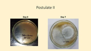 Postulate II
Day 0 Day 7
 