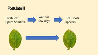 PostulateIII
Fresh leaf +
Spore Solution.
Wait for
few days
Leaf spots
appears
 