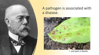 A pathogen is associated with
a disease.
• Leaf spots in Basella.
 