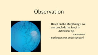 Observation
Based on the Morphology, we
can conclude the fungi is
Alternaria Sp.
a common
pathogen that attack spinach
 