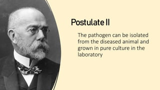The pathogen can be isolated
from the diseased animal and
grown in pure culture in the
laboratory
Postulate II
 