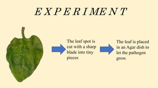 The leaf spot is
cut with a sharp
blade into tiny
pieces
The leaf is placed
in an Agar dish to
let the pathogen
grow.
E X P E R I ME N T
 