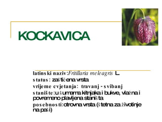 KOCKAVICA latinski naziv: Fritillaria meleagris  L. status:  zaštićena vrsta vrijeme cvjetanja:  travanj - svibanj stanište: u šumama kitnjaka i bukve, vlažna i povremeno plavljena staništa posebnosti: otrovna vrsta (štetna za životinje na paši) 