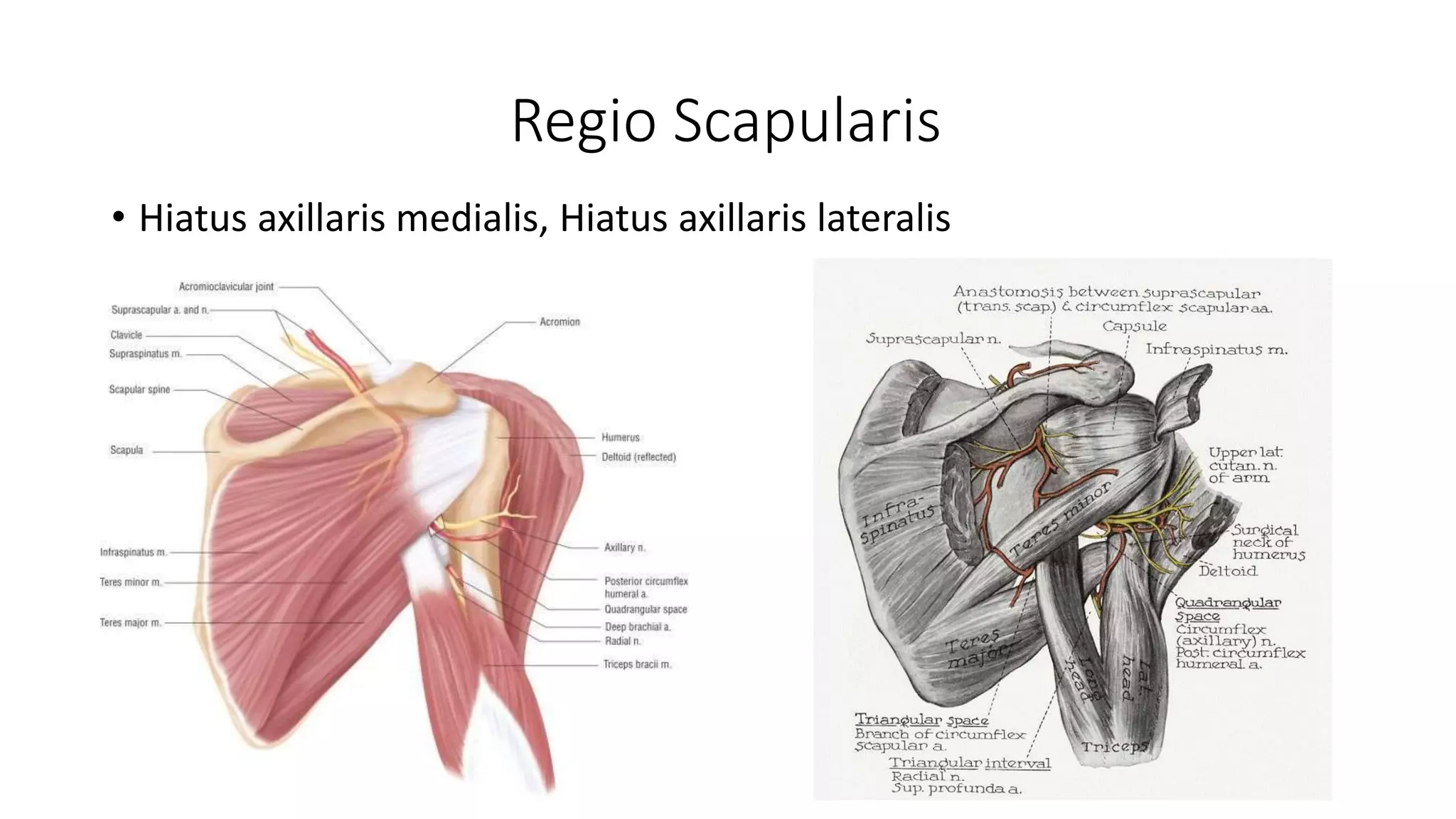 Anatomia membrului superior - recapitulare | PPTX