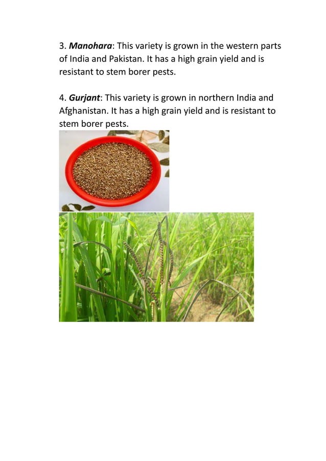 19212AGC101 Prakash Kumar Report on Organic Cultivation Of Kodo Millet