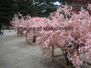 Images of kodomonohi 