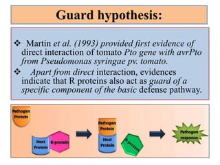  Martin et al. (1993) provided first evidence of
direct interaction of tomato Pto gene with avrPto
from Pseudomonas syringae pv. tomato.
 Apart from direct interaction, evidences
indicate that R proteins also act as guard of a
specific component of the basic defense pathway.
Guard hypothesis:
 