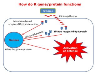 How do R gene/protein functions
Pathogen
Nucleus
Alters the gene expression
Membrane bound
receptors-Effector interaction
Elicitors/effectors
Elicitors recognized by R protein
Activation
of defense
 