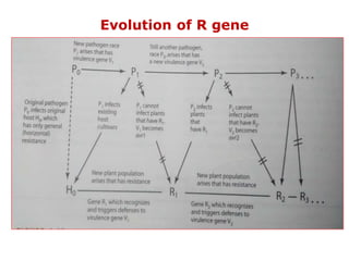 Evolution of R gene
 