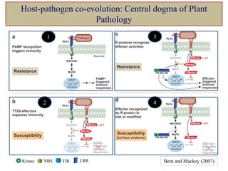 Host-pathogen co-evolution: Central dogma of Plant
Pathology
Kinase NBS TIR LRR Bent and Mackey (2007)
1
2
3
4
 