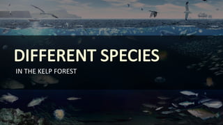 DIFFERENT	SPECIES
IN	THE	KELP	FOREST
 