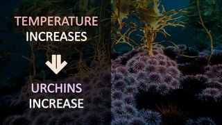 URCHINS
INCREASE
TEMPERATURE
INCREASES
 