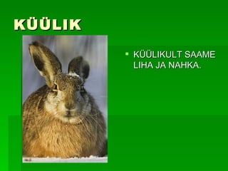 KÜÜLIK  KÜÜLIKULT SAAME LIHA JA NAHKA. 