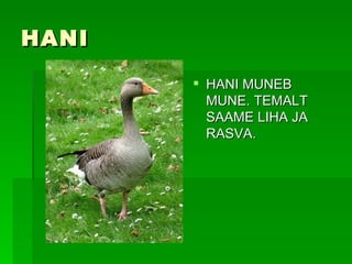 HANI HANI MUNEB MUNE. TEMALT SAAME LIHA JA RASVA. 