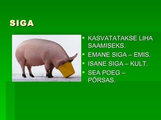 SIGA KASVATATAKSE LIHA SAAMISEKS. EMANE SIGA – EMIS. ISANE SIGA – KULT. SEA POEG – PÕRSAS. 