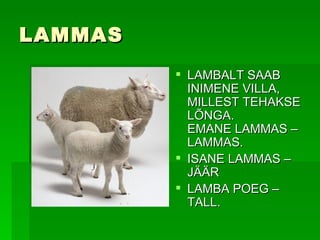 LAMMAS LAMBALT SAAB INIMENE VILLA, MILLEST TEHAKSE LÕNGA. EMANE LAMMAS –LAMMAS. ISANE LAMMAS –JÄÄR LAMBA POEG – TALL. 
