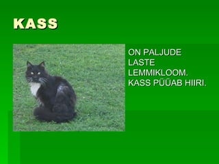 KASS ON PALJUDE LASTE LEMMIKLOOM. KASS PÜÜAB HIIRI. 