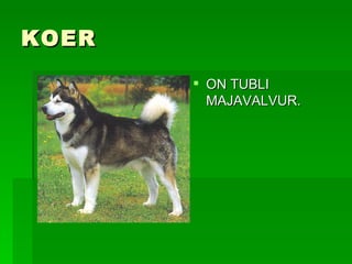 KOER  ON TUBLI MAJAVALVUR.  