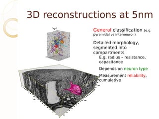 3D reconstructions at 5nm
             General classification      (e.g.
             pyramidal vs interneuron)

             Detailed morphology,
             segmented into
             compartments
                E.g. radius – resistance,
                capacitance
                Depends on neuron type
                Measurement reliability,
                cumulative
 
