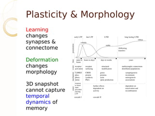 Plasticity & Morphology
Learning
changes
synapses &
connectome

Deformation
changes
morphology

3D snapshot
cannot capture
temporal
dynamics of
memory
 