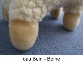 das Bein - Beine
 