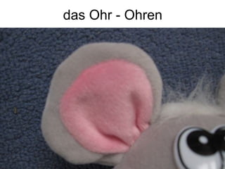 das Ohr - Ohren
 