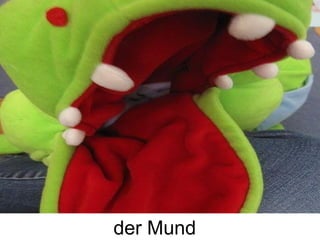 der Mund
 
