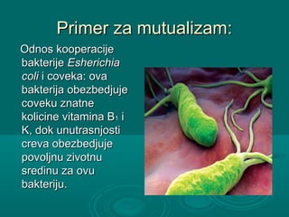 Primer za mutualizam:Primer za mutualizam:
Odnos kooperacijeOdnos kooperacije
bakterijebakterije EsherichiaEsherichia
colicoli i coveka: ovai coveka: ova
bakterija obezbedjujebakterija obezbedjuje
coveku znatnecoveku znatne
kolicine vitamina Bkolicine vitamina B11 ii
K, dok unutrasnjostiK, dok unutrasnjosti
creva obezbedjujecreva obezbedjuje
povoljnu zivotnupovoljnu zivotnu
sredinu za ovusredinu za ovu
bakteriju.bakteriju.
 