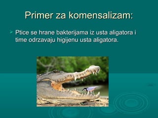 Primer za komensalizam:Primer za komensalizam:
 Ptice se hrane bakterijama iz usta aligatora iPtice se hrane bakterijama iz usta aligatora i
time odrzavaju higijenu usta aligatora.time odrzavaju higijenu usta aligatora.
 
