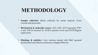 METHODOLOGY
• Sample collection: Blood collected for serum analysis; livers
excised and processed.
• Biochemical & molecular assays: ALT, AST, ALP measured; TNF-
α and TGF-β assessed by ELISA (protein level) and RT-PCR(gene
expression)
• Histology & statistics: Liver sections stained with H&E (general
architecture) and Masson trichrome (collagen/fibrosis)
 