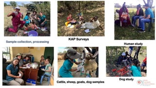 Materials and methods
• Vaccination against rabies/canine
distemper and deworming
• 100 dog faecal samples collected
and p...