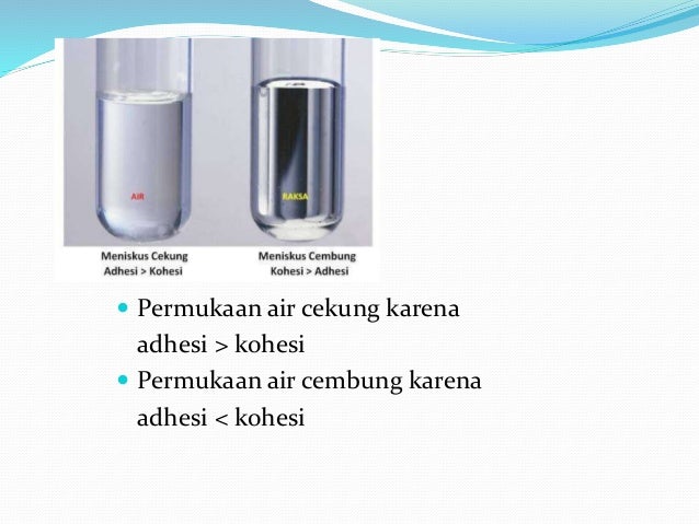 Kohesi Dan Adhesi Kohesi – adhesi dan kapilaritas