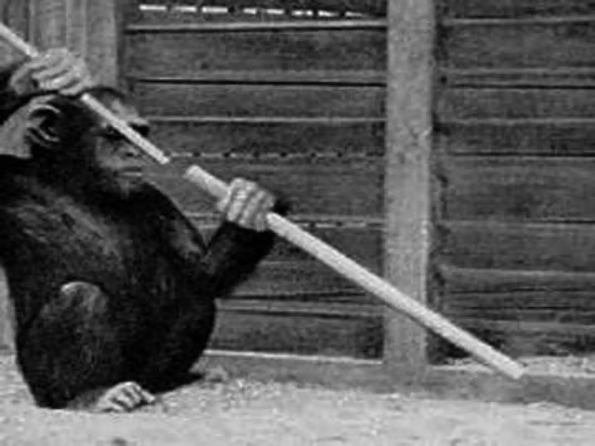 Kohler Insightful learning theory | PPTX