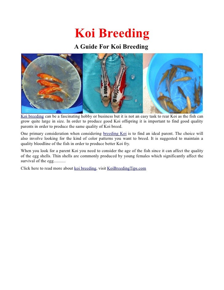 Koi Breeding