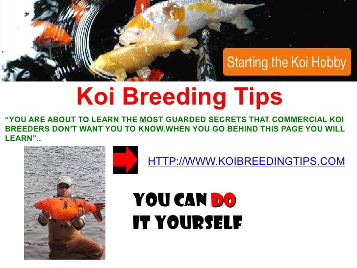 Koi Breeding Tips
