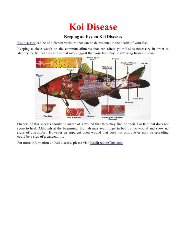 Koi Disease