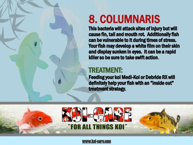 Koi Diseases and their Treatments