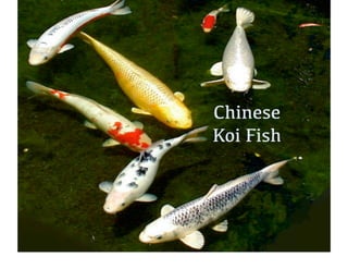 Chinese !
Koi Fish!
 